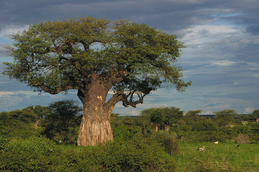 Baobab Tree The Tree Of Life Aurum Africa
