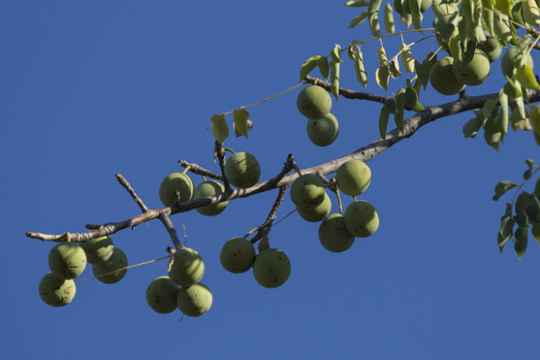 Frutti albero Marula