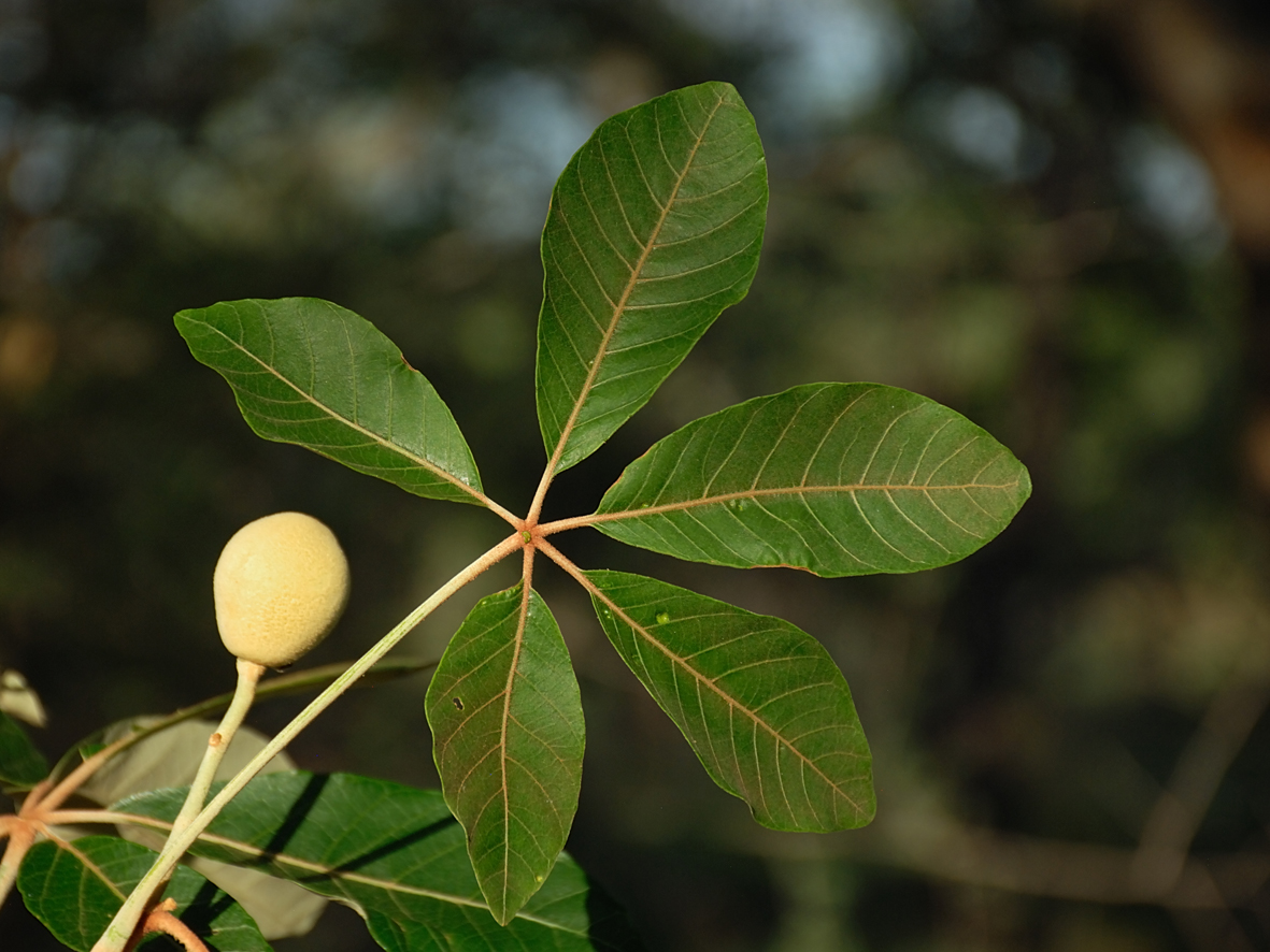 Mongongo fruit & leaf