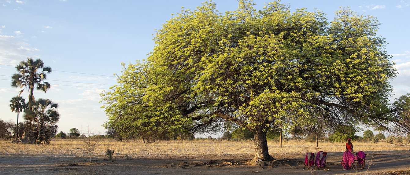 African alcoholic fruit tree